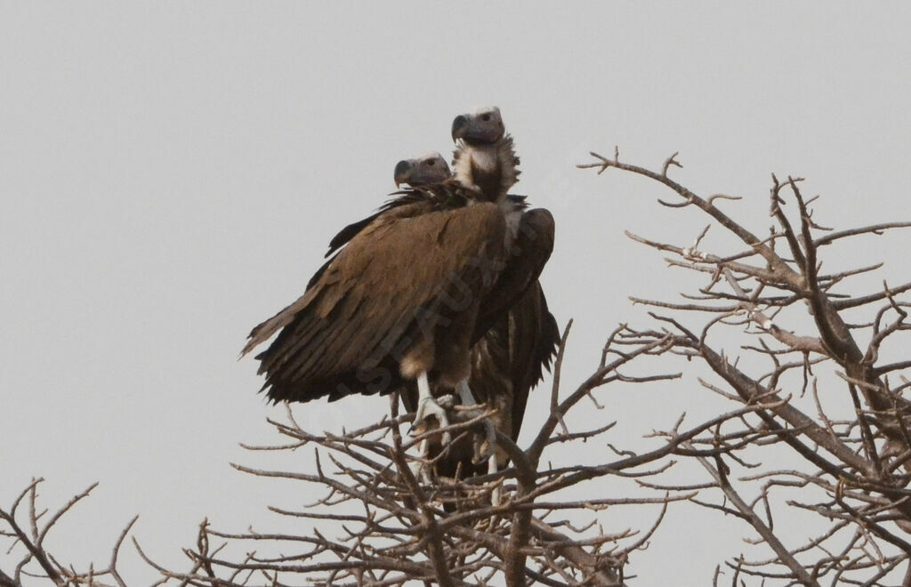 Lappet-faced Vultureadult