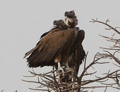 Lappet-faced Vulture