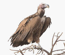 Lappet-faced Vulture