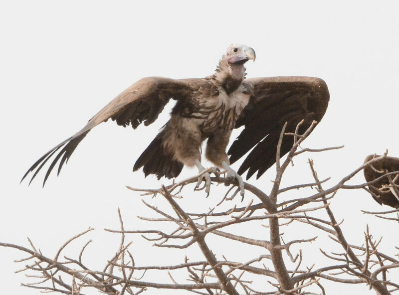 Lappet-faced Vulture, identification