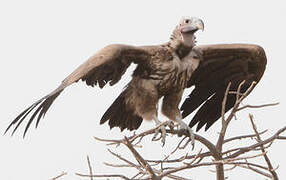 Lappet-faced Vulture