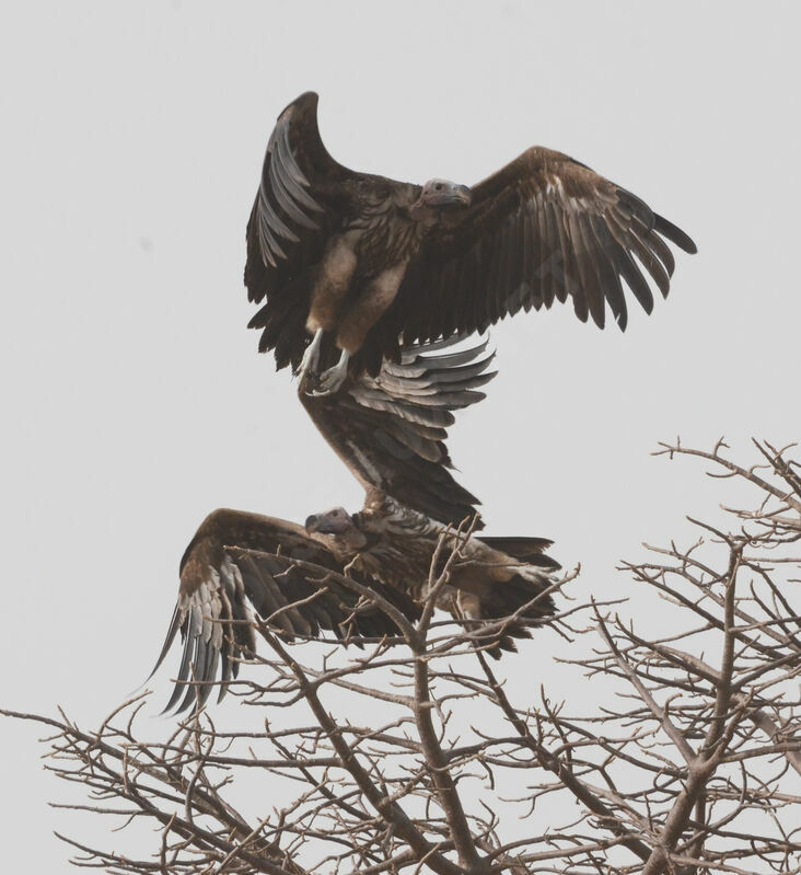 Lappet-faced Vulture, identification
