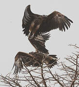 Lappet-faced Vulture