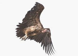 Lappet-faced Vulture