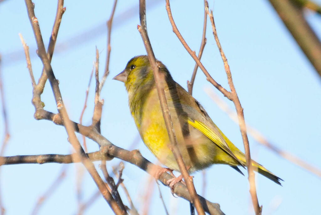 European Greenfinchadult, identification