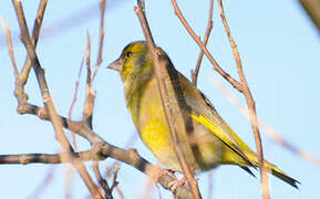 European Greenfinch