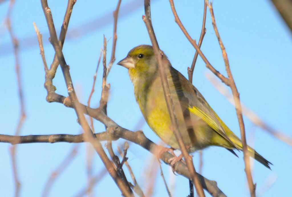 European Greenfinch