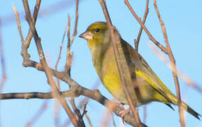 European Greenfinch