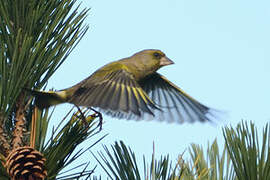 European Greenfinch