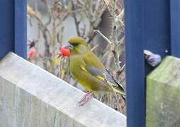 European Greenfinch