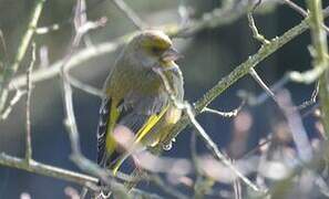 European Greenfinch