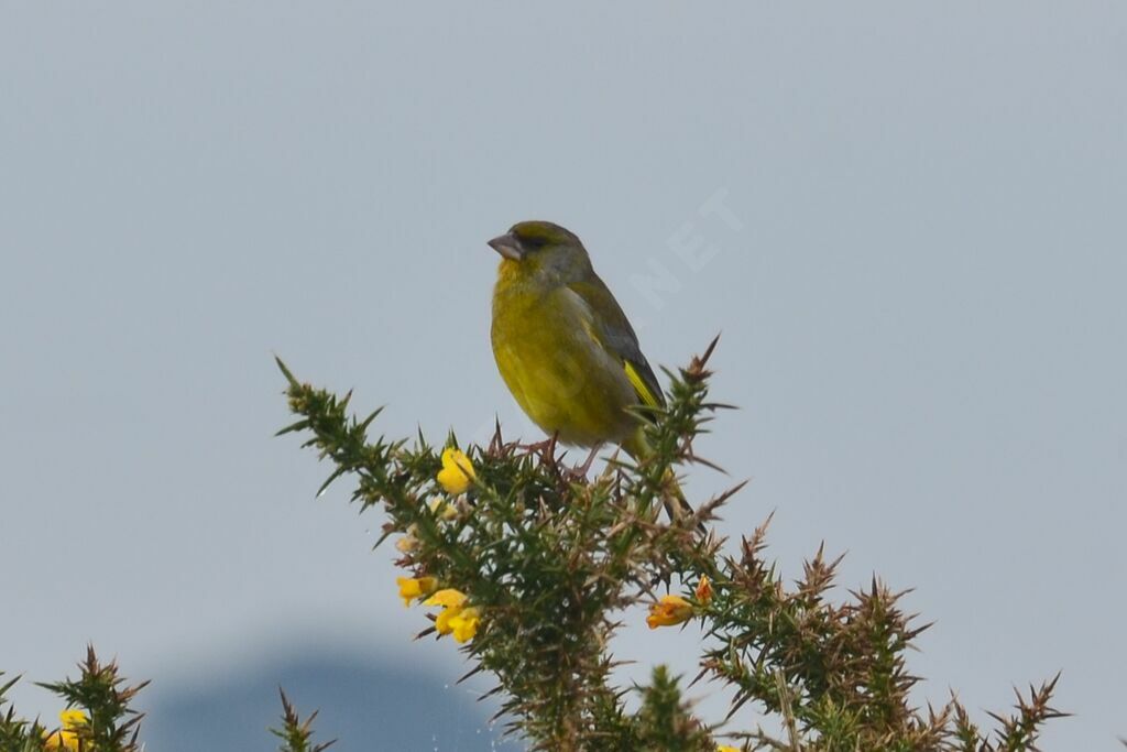 European Greenfinchadult