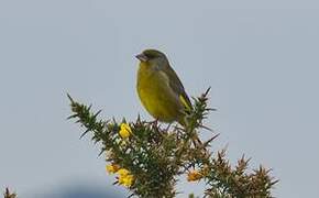 European Greenfinch