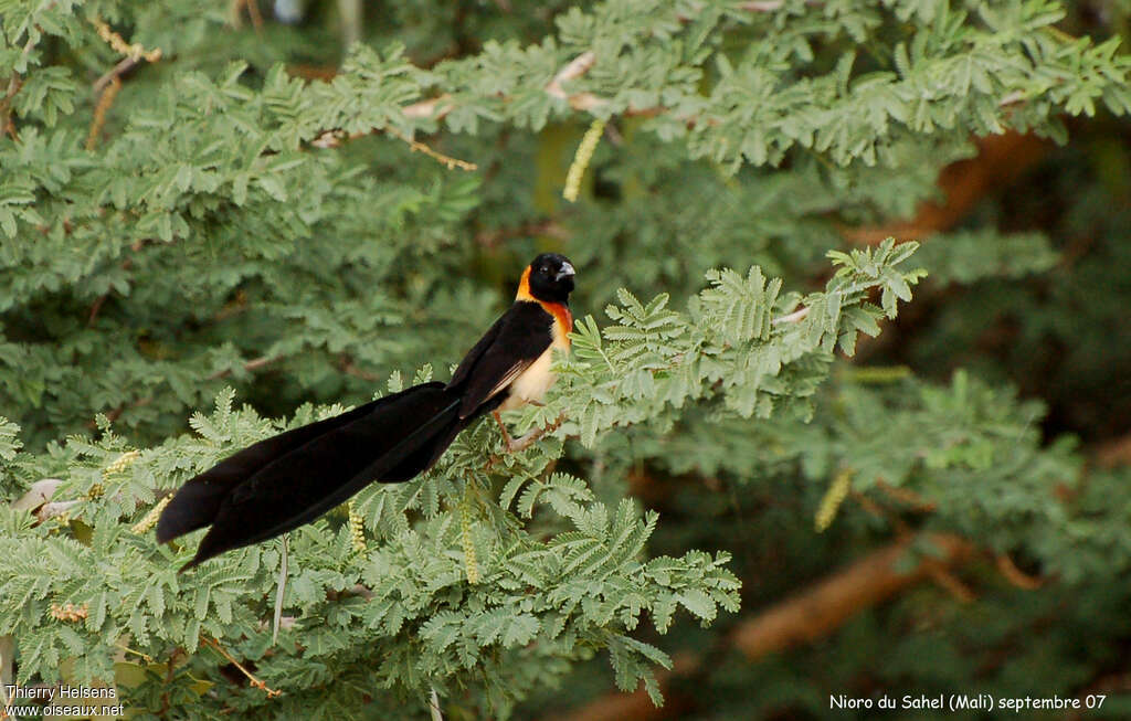 Sahel Paradise Whydah male adult breeding, identification