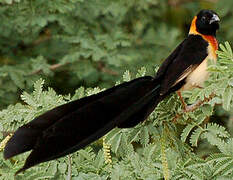 Sahel Paradise Whydah