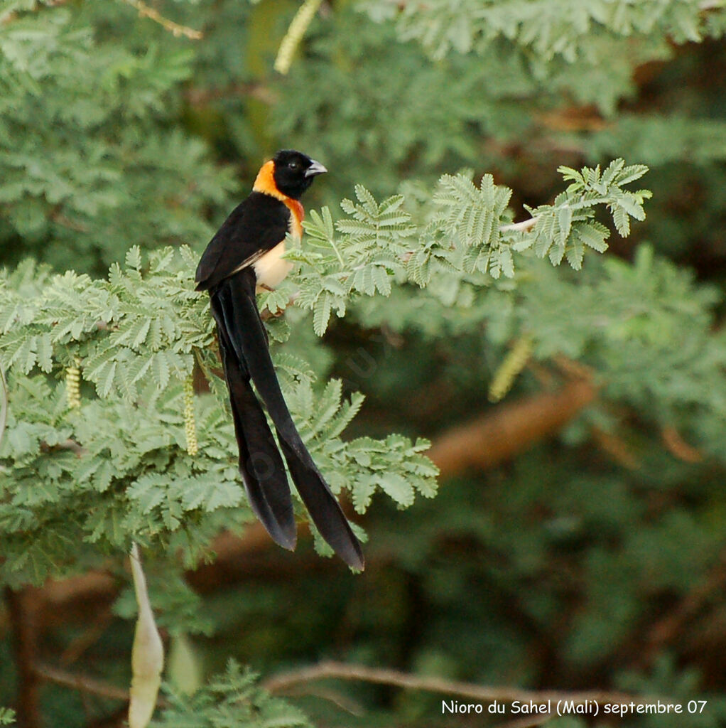 Sahel Paradise Whydah male adult breeding, identification