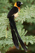 Sahel Paradise Whydah