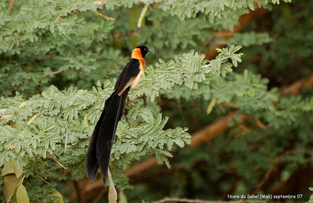 Sahel Paradise Whydah male adult breeding