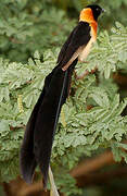 Sahel Paradise Whydah