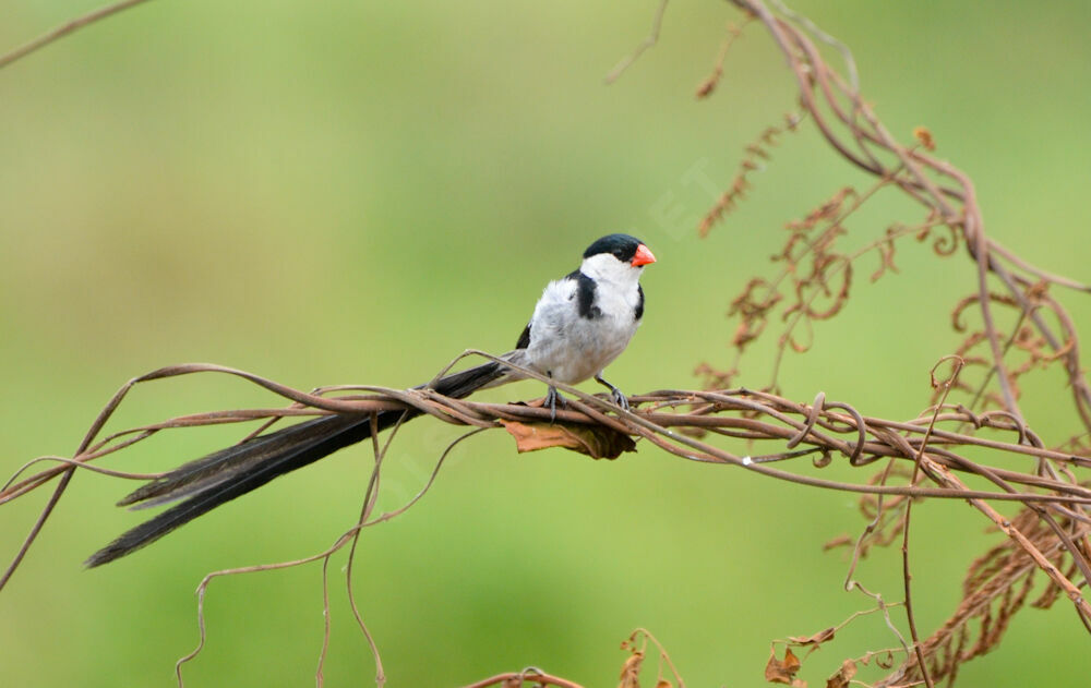 Pin-tailed Whydah male adult breeding, identification