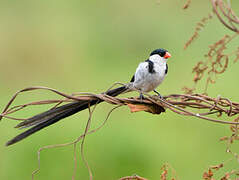 Pin-tailed Whydah