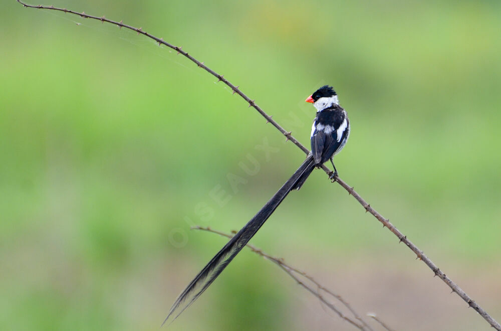 Pin-tailed Whydah male adult, identification