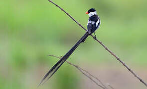 Pin-tailed Whydah