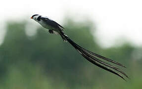 Pin-tailed Whydah