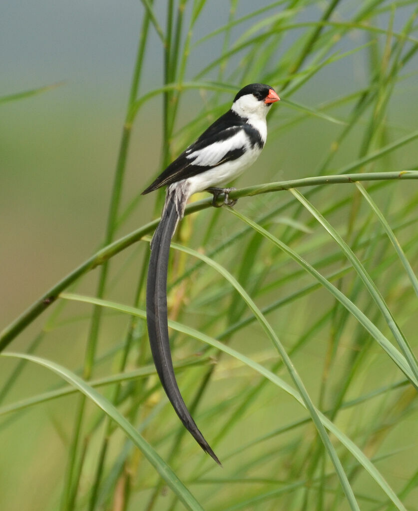 Pin-tailed Whydahadult breeding, identification