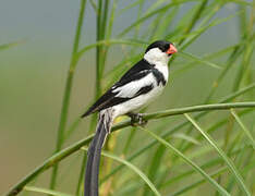 Pin-tailed Whydah