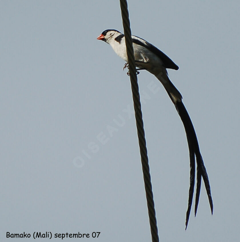 Pin-tailed Whydahadult breeding