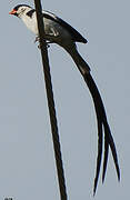 Pin-tailed Whydah