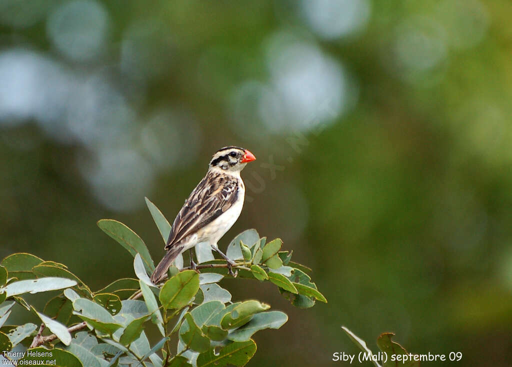 Pin-tailed Whydah male adult post breeding, identification