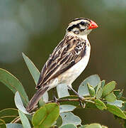 Pin-tailed Whydah