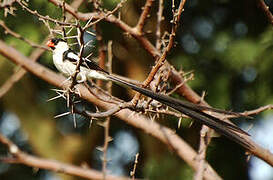 Pin-tailed Whydah