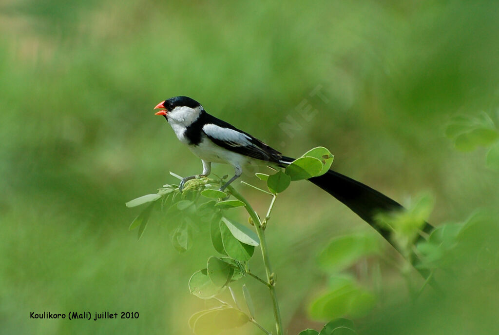 Pin-tailed Whydah