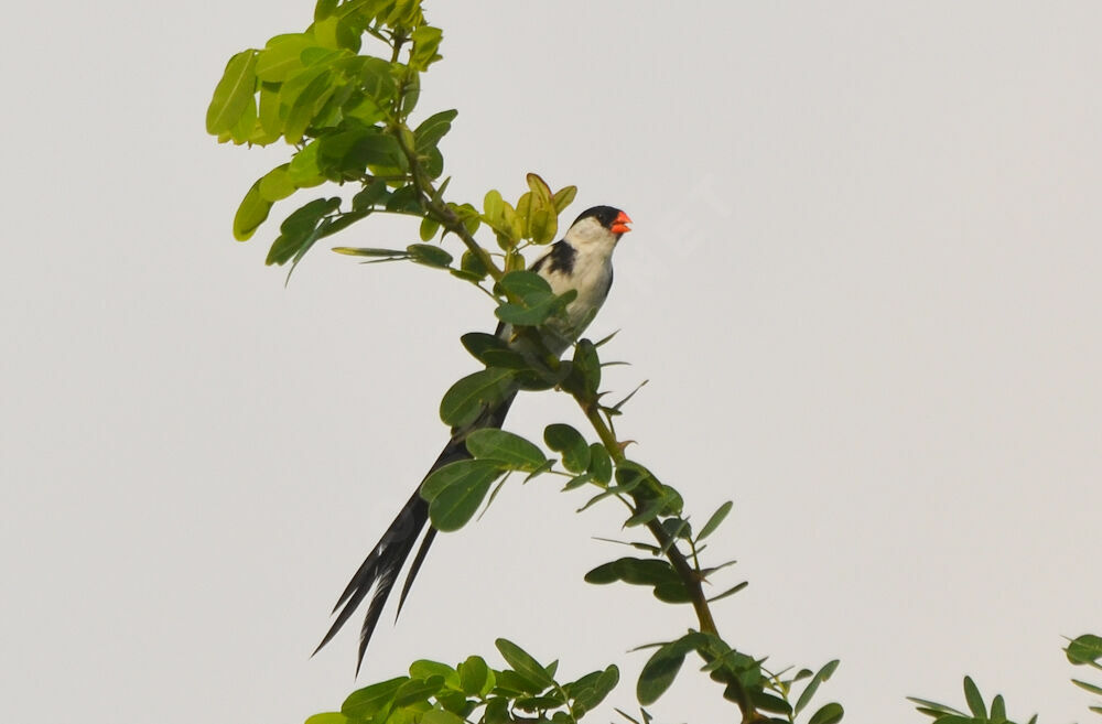 Pin-tailed Whydahadult breeding, identification