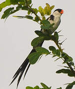 Pin-tailed Whydah