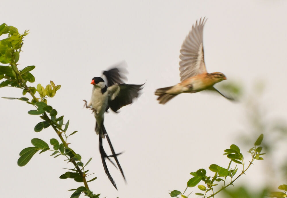 Pin-tailed Whydah 