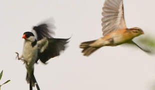 Pin-tailed Whydah