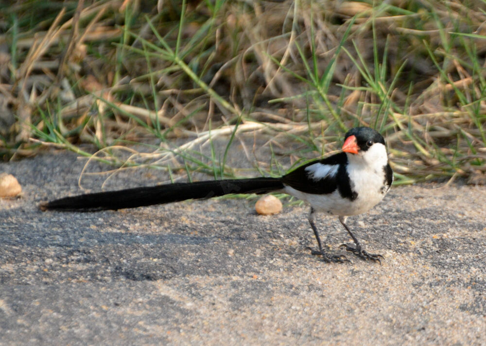 Pin-tailed Whydah male adult breeding, identification