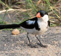 Pin-tailed Whydah