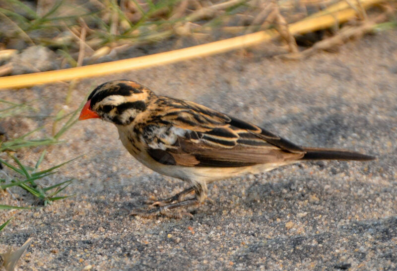 Pin-tailed Whydah female adult