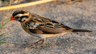 Pin-tailed Whydah