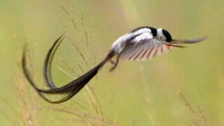 Pin-tailed Whydah