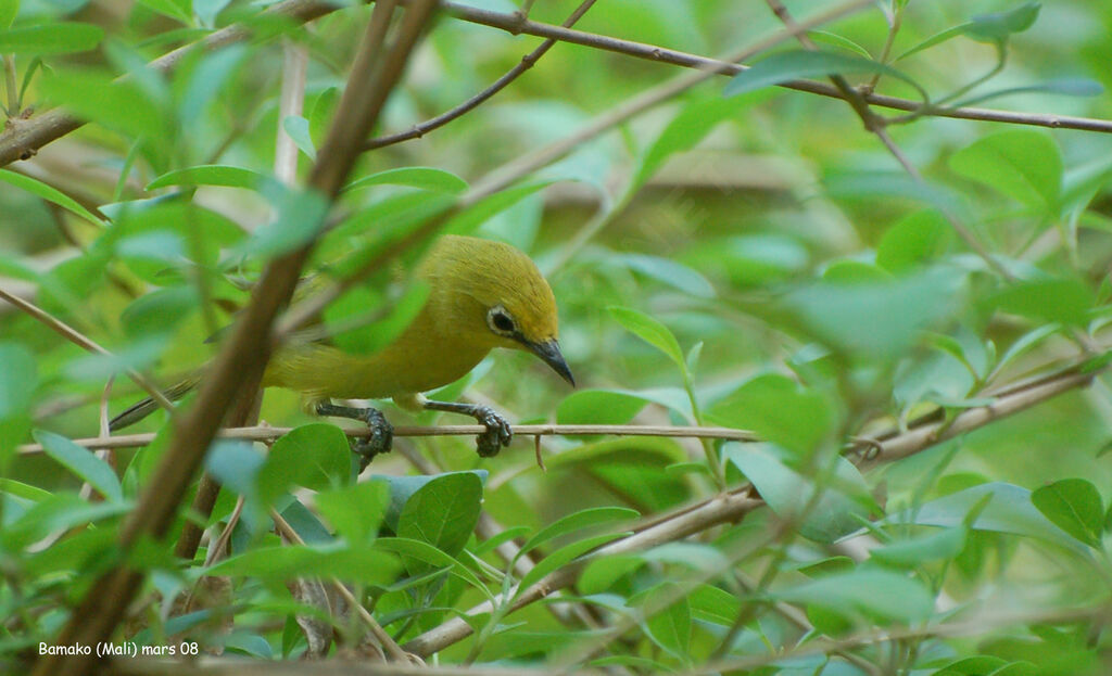 Northern Yellow White-eye