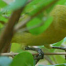 Zostérops jaune