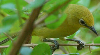 Northern Yellow White-eye