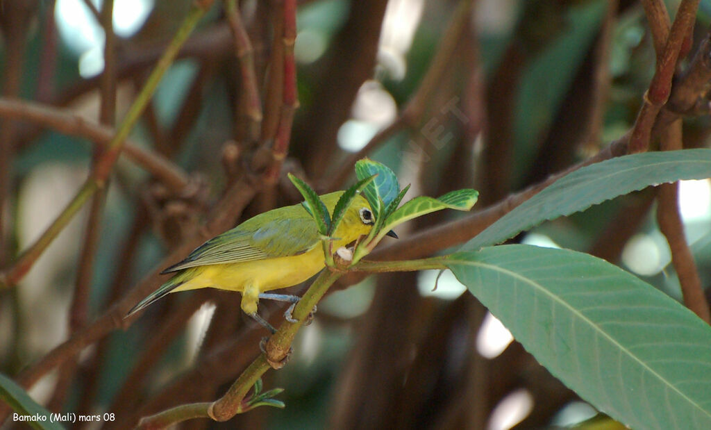 Northern Yellow White-eye