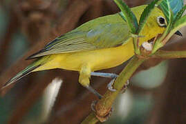 Northern Yellow White-eye